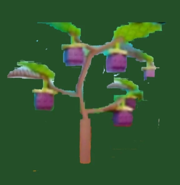 Mangosteen