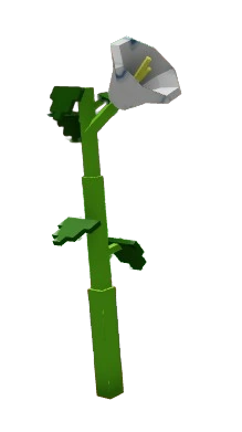 Moonflower