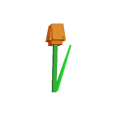 Orange Tulip