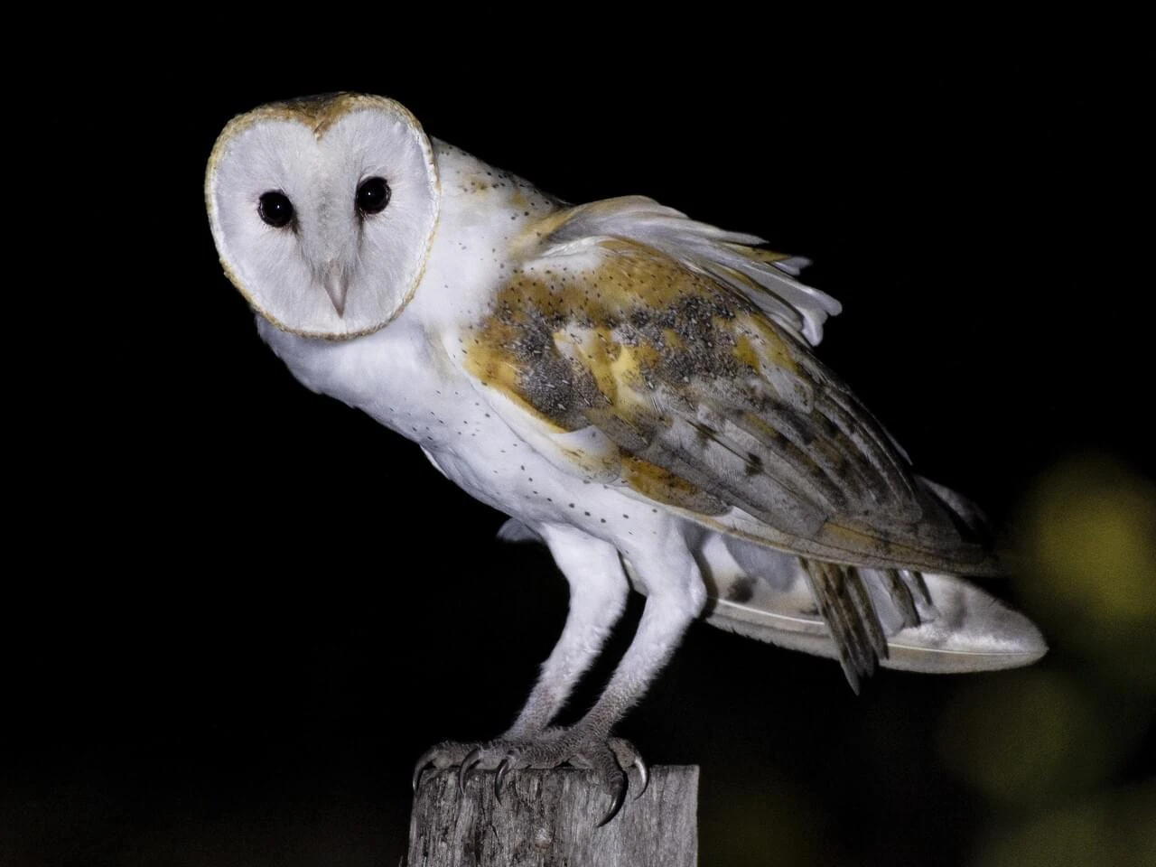 Barn Owl