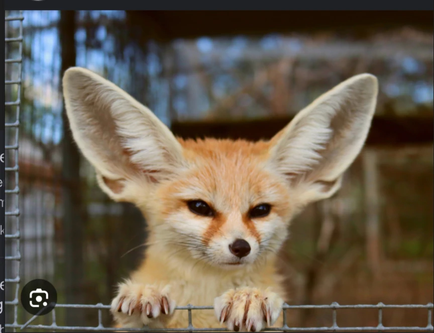 Fennec Fox